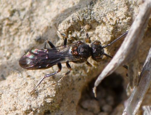 Nomada (furva)